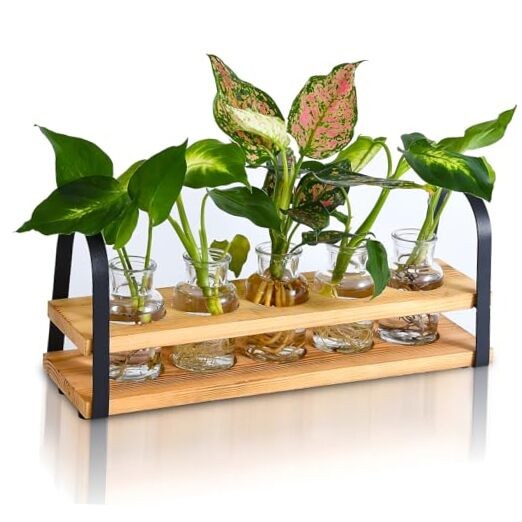 Plant Propagation Stations with Wood Stand, Desktop Plant Terrarium for