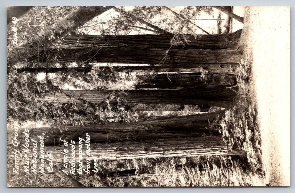 RPPC Family Group Muir Woods National Monument CA C1920s Postcard Z5