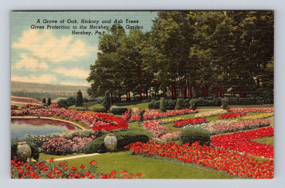 Vintage Postcard of Hershey PA Oak Hickory Ash Tree Grove  