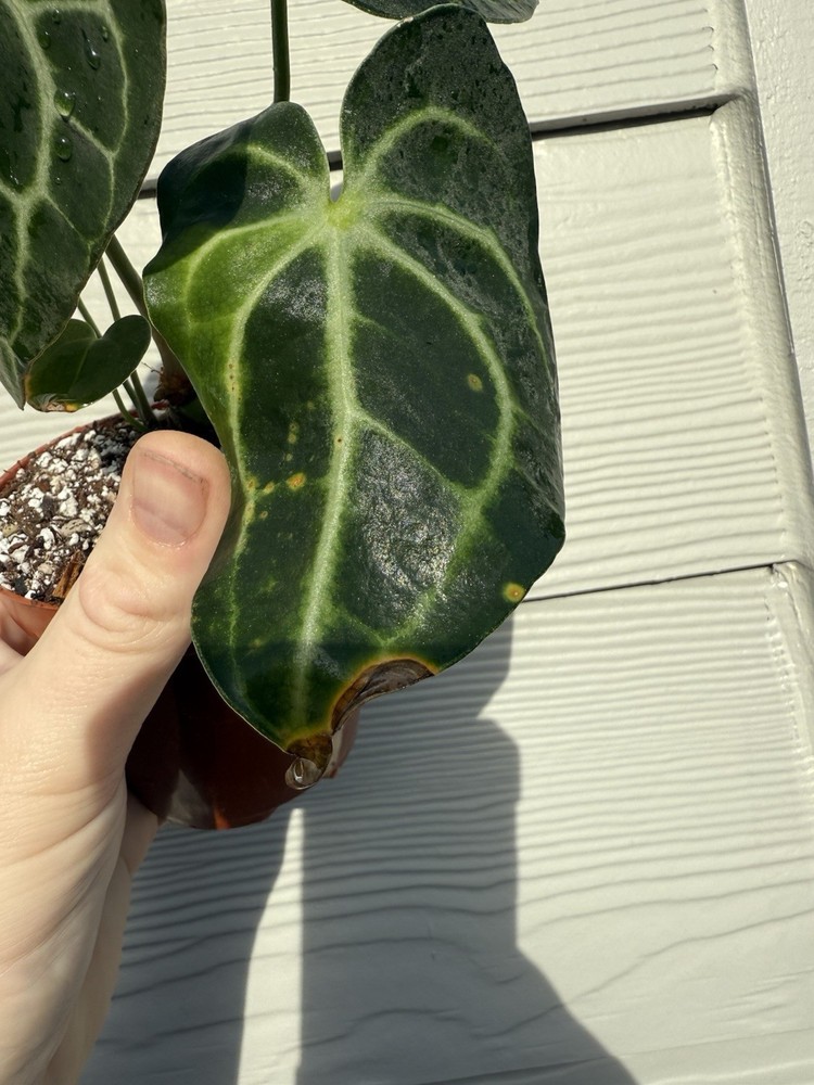 Sport Variegated Anthurium Clarinervium Live Plant