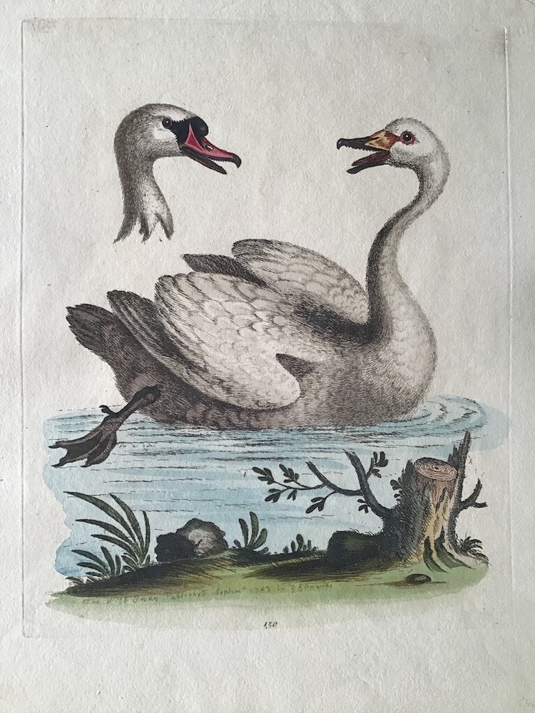 Antique hand-colored print of two swan species by George Edwards