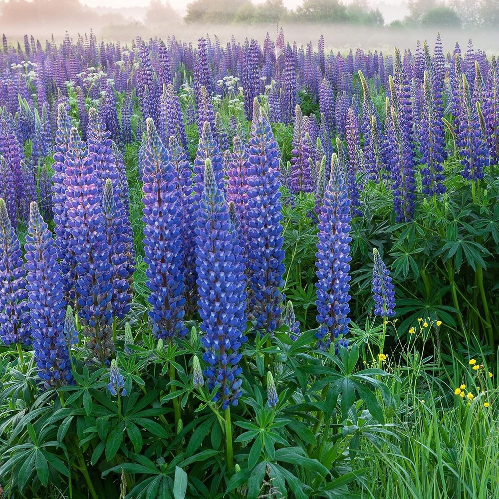 Sow 1 lb of Blue Lupine Seeds - Low Maintenance Perennial Flower for Gardens