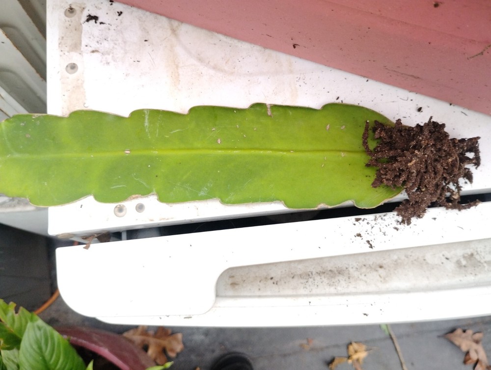 4Rooted Live QUEEN OF THE NIGHT Blooming Epiphyllum Oxpetalum Orchid White