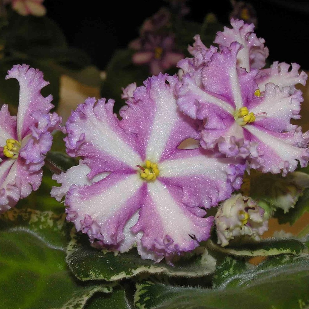 Mixed Miniature Variegated African Violet Seeds ~ Indoor Plant ~ House Plants ~