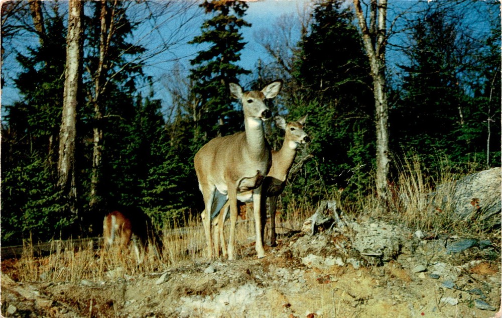 Muskoka, Ontario, Canada, Tonto Creek, Privater, Ontario, Canada, South Postcard
