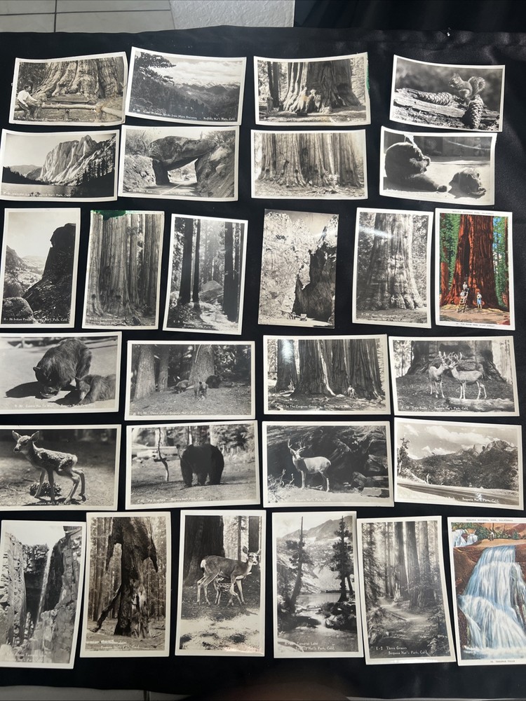28 Vintage Sequoia National Park Postcards Collection