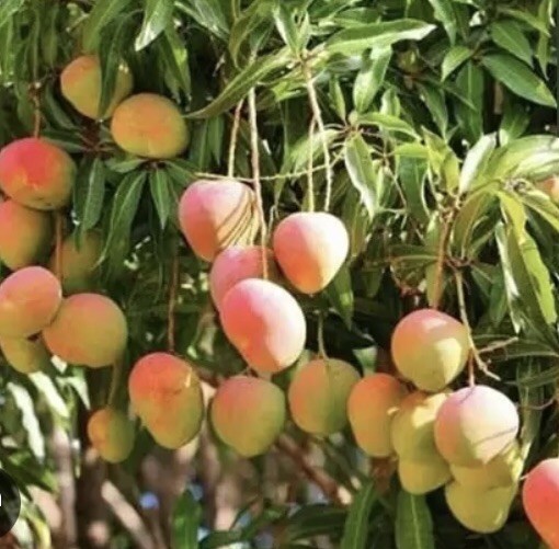Red Mango Live Tropical Fruit Tree 12”-16”In The Pot / Seeding Mango Live Plant
