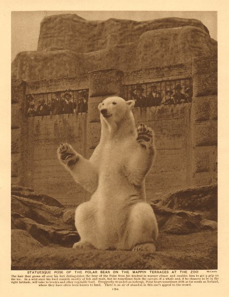 Polar bear on the Mappin Terraces at London Zoo, Regent's Park 1926 old print