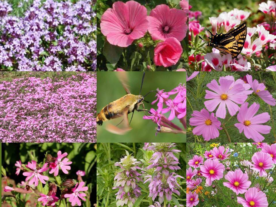 All Pink Wildflower Seed Mix  - ST16