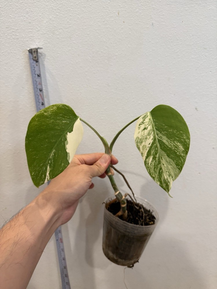 Rooted Variegated Monstera Albo Borsigiana Plant -  Happy Holiday Sale