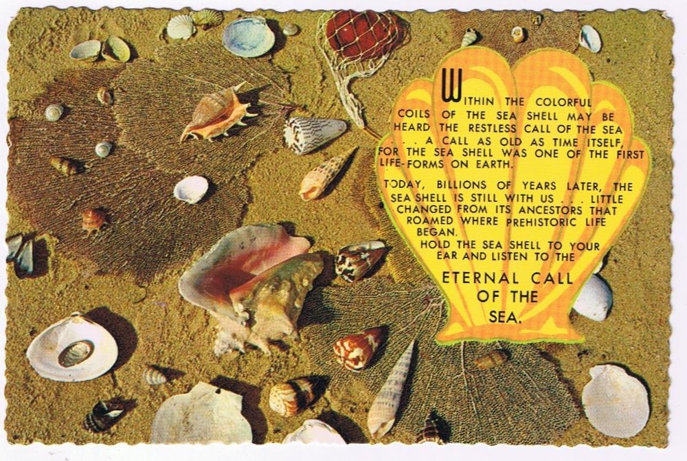 Florida Postcard Shells Collection Eternal Call Of The Sea
