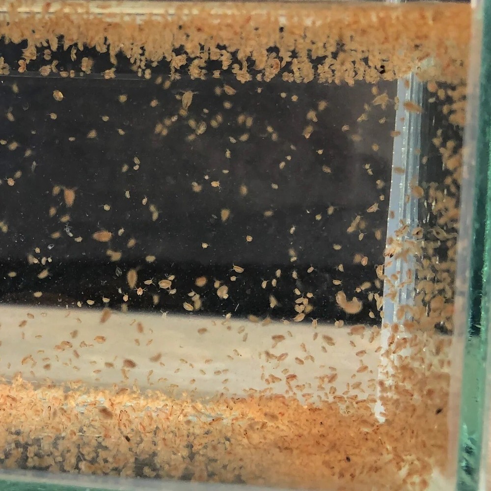 200+ Live Daphnia Magna FREE PRIORITY SHIPPING