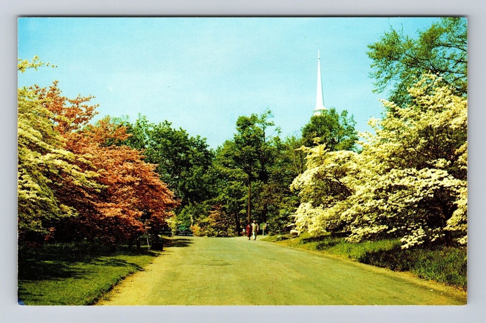 Vintage CT Connecticut Pink White Dogwood Trees Bloom Postcard