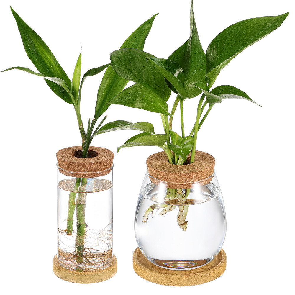 2-Pack Clear Hydroponic Plant Vase Terrariums for Water Propagation