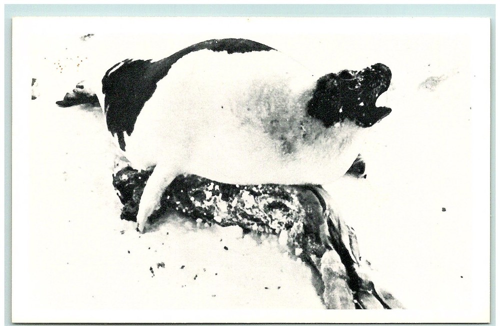 S03-6362, A MOHTER HARP SEAL, *POSTCARD