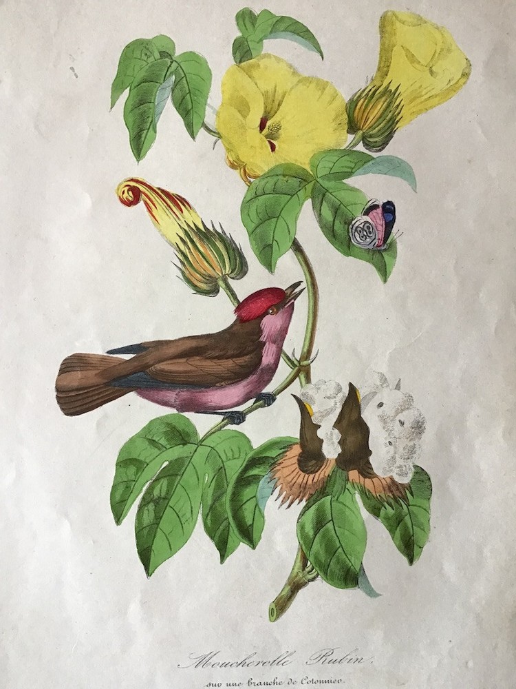 Antique hand-colored bird print by Le Maout of a White-browed Tit Warbler
