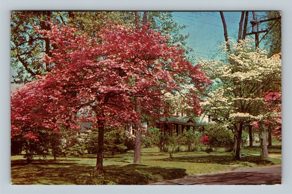 Connecticut Street Scene with Blooming Dogwood Trees Vintage Postcard