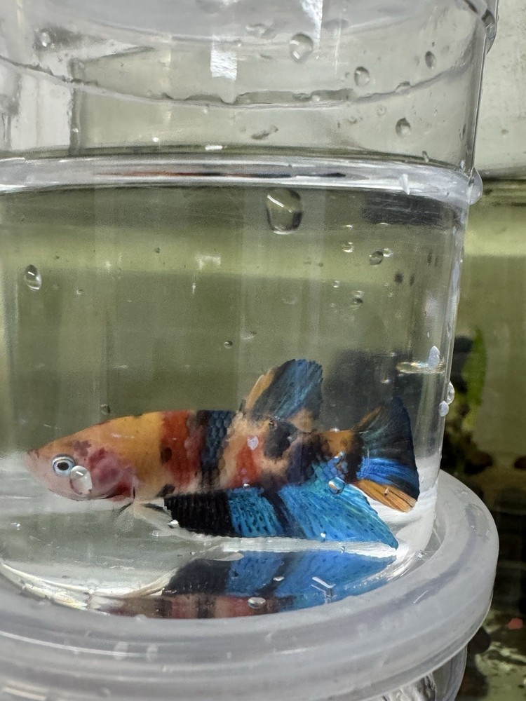 Live Betta fish Male GalaxyKoi  Blue Orange & White