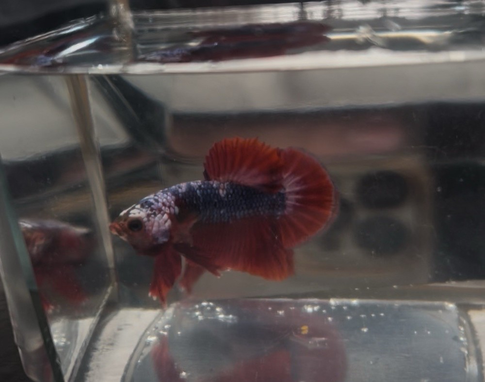 Vibrant Male Halfmoon Betta Fish
