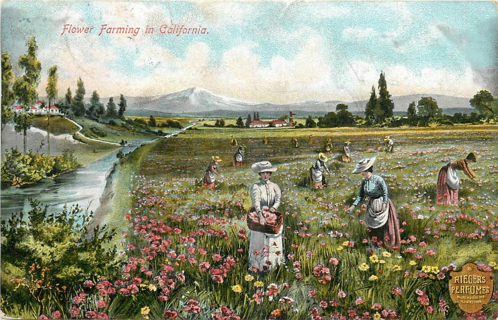 1911 California Flower Farming agriculture occupation workers Postcard 25-10406