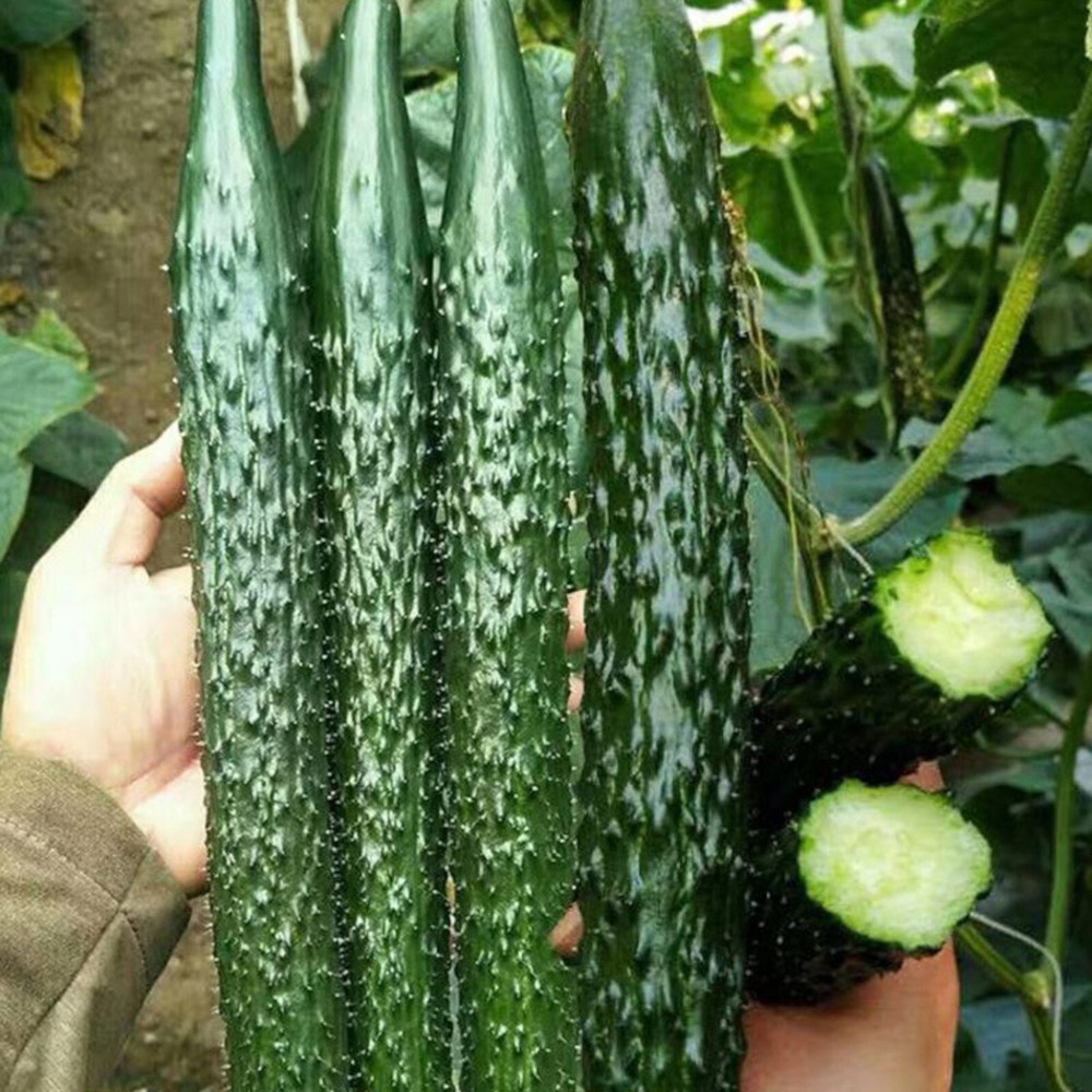 60pcs Asian Suyo Long Cucumber Seeds - Heirloom, Non-GMO, China Long Hybrid
