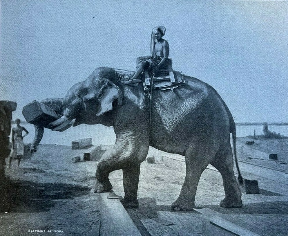 1899 How Elephant Are Used in Workplaces illustrated