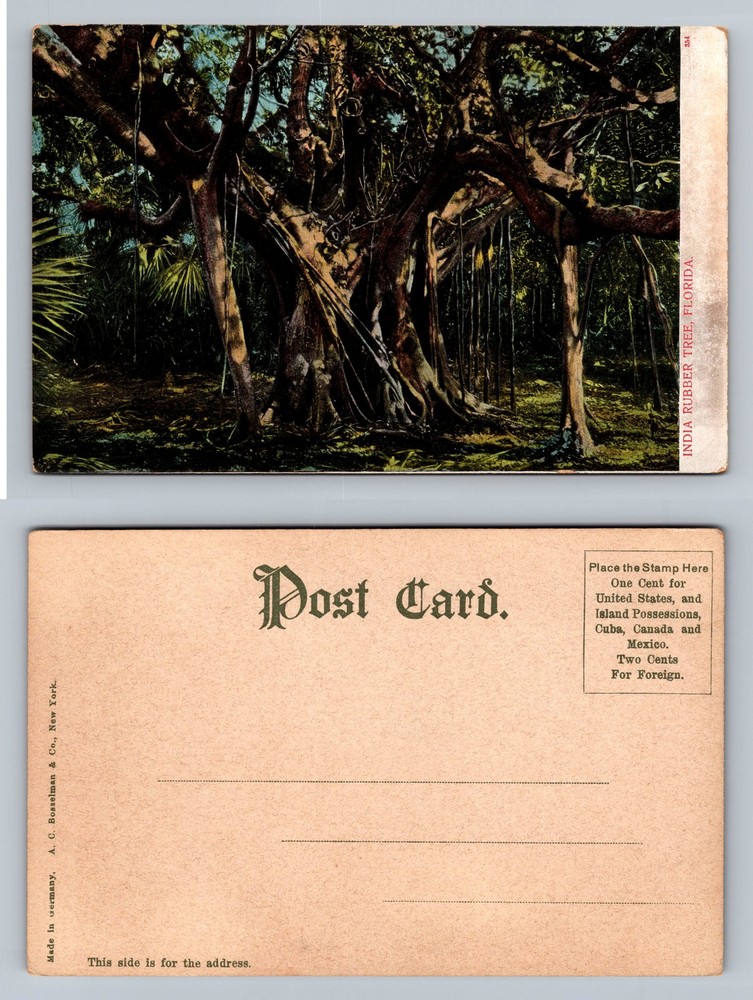 Vintage Florida Jungle Scene Postcard with India Rubber Tree