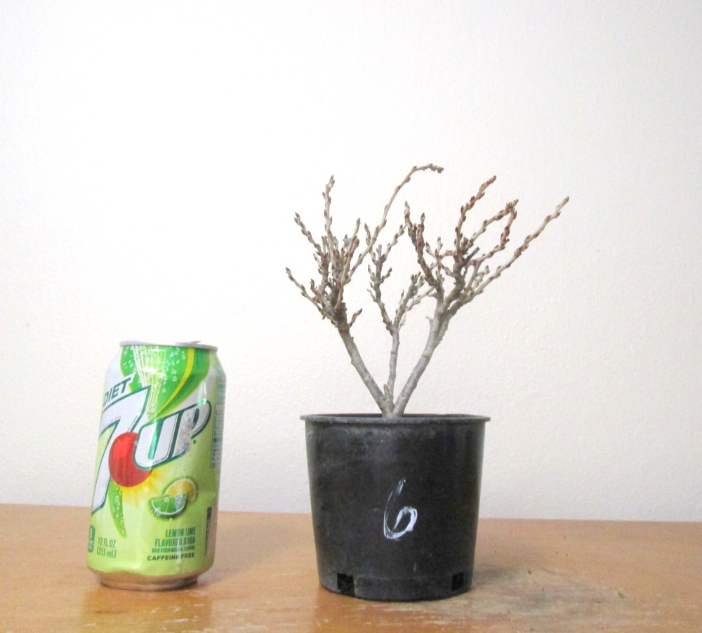 Dwarf wisteria Hime Fuji for blooming mame shohin bonsai tree tiny leaves #6