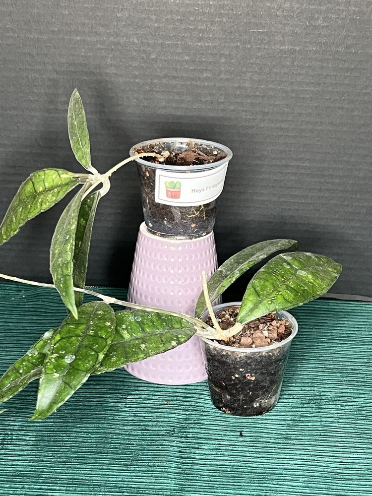 Hoya Finlaysonii