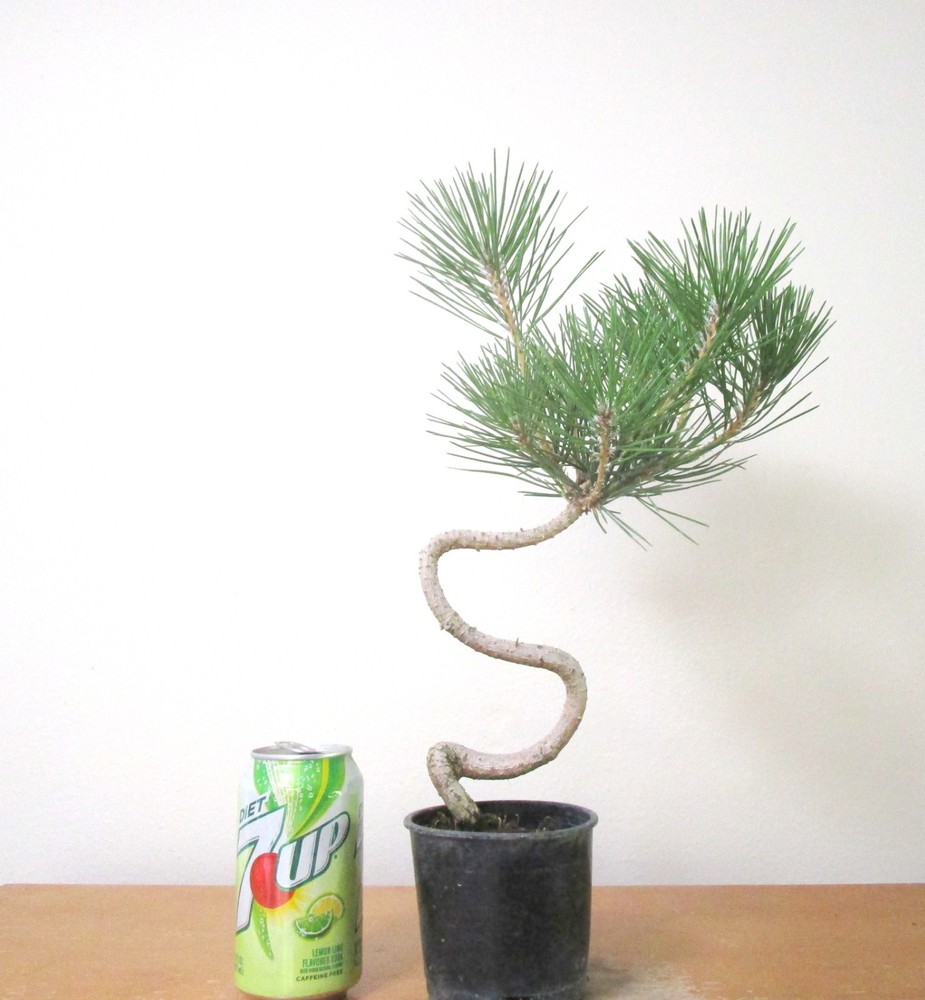Japanese Black Pine Shohin Mame Bonsai with Curved Trunk