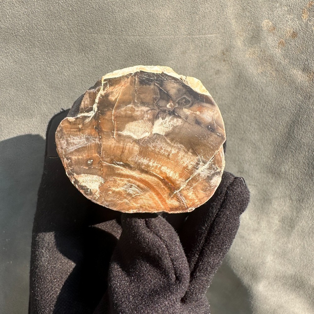 130g Natural Petrified Wood Slabs Colorful Fossil Crystal Polished Stone