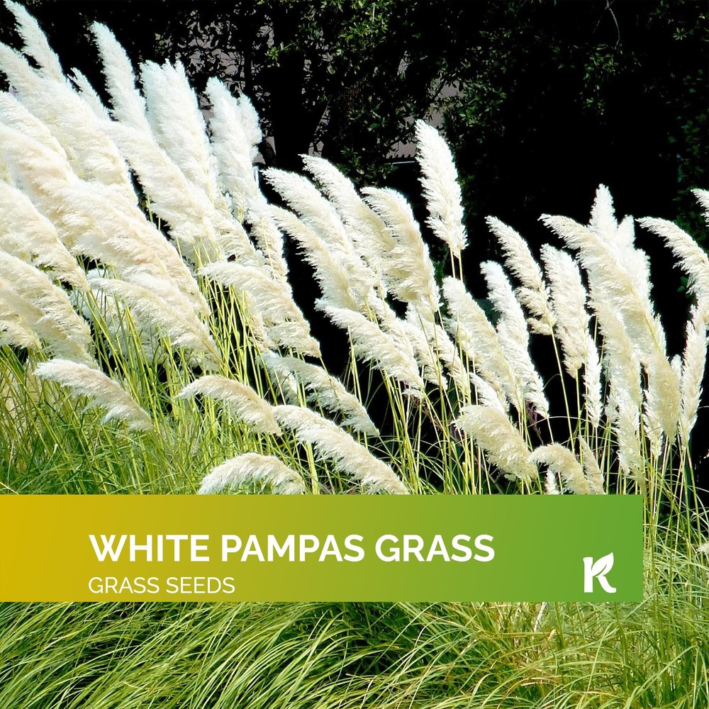 1000 White Pampas Grass Seeds for Planting (Cortaderia Selloana Alba)