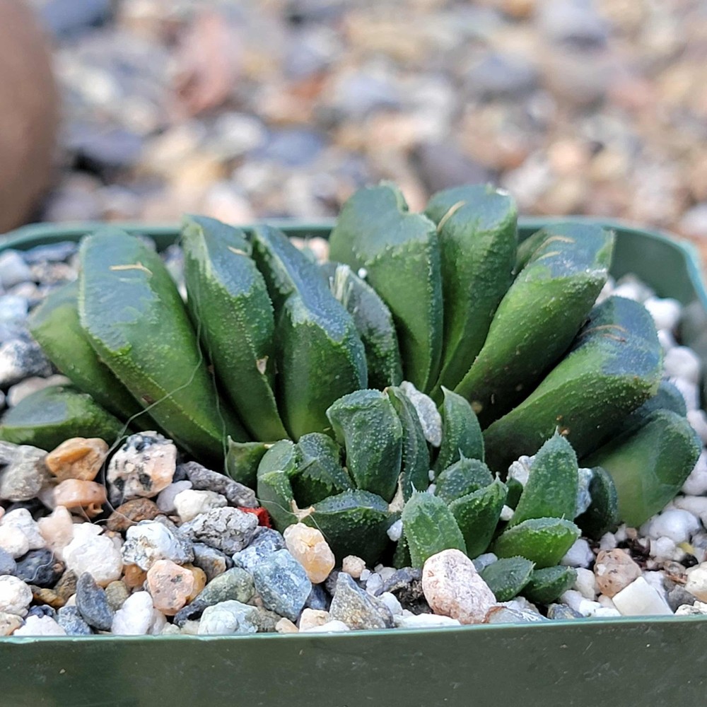 Haworthia maughani 'Truncata'