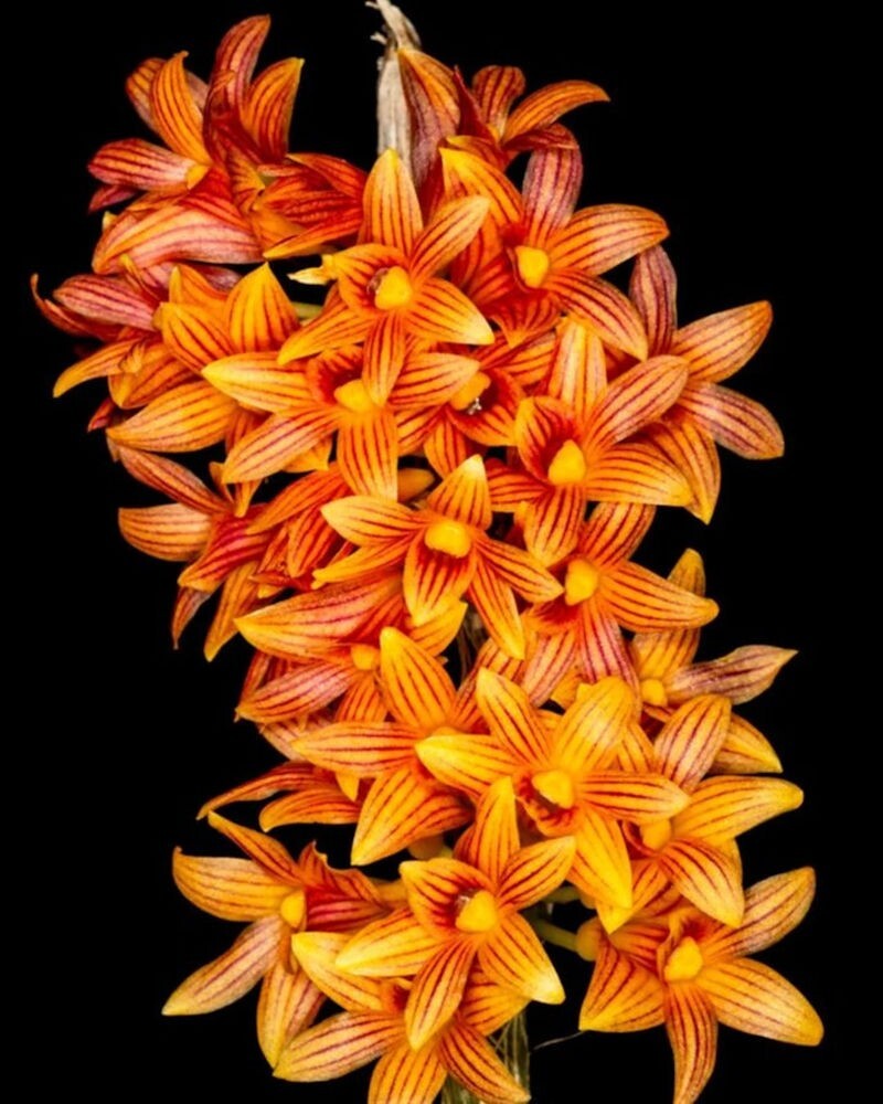 Den Bullenianum 'Jose Liriano' Live Orchid Plant 2