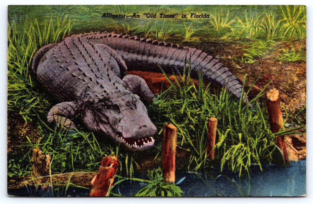 VINTAGE OLD ANTIQUE POSTCARD ALLIGATOR ANIMAL TROPICAL FLORIDA OLD TIMER USA