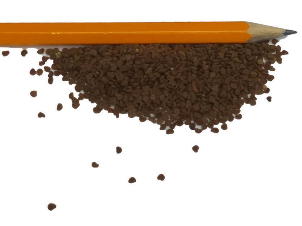 Kankakee Mallow Wildflower Seeds - Rare Illinois Native - Iliamna remota- B252