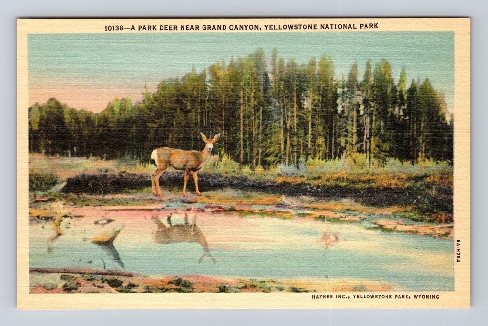 Yellowstone National Park, Park Deer Near Grand Canyon, Antique Vintage Postcard