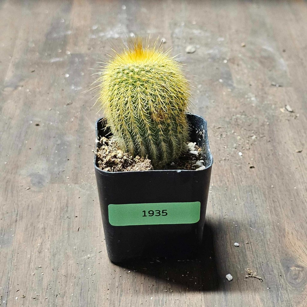 Parodia leninghausii -Rooted in a 2