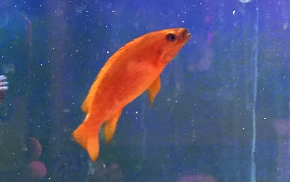 Live Fish F1 Neolamprologus Leleupi Orange Karilani Beautiful African Cichlid!!