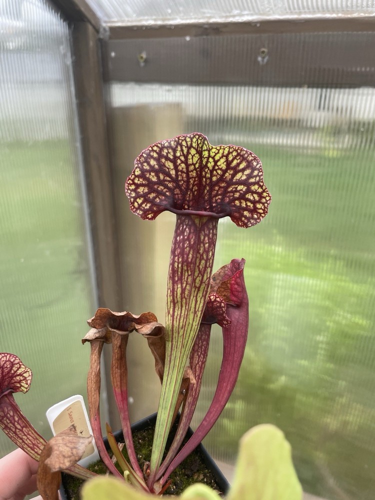 Sarracenia Saurus X Rosea fat Bastard SG