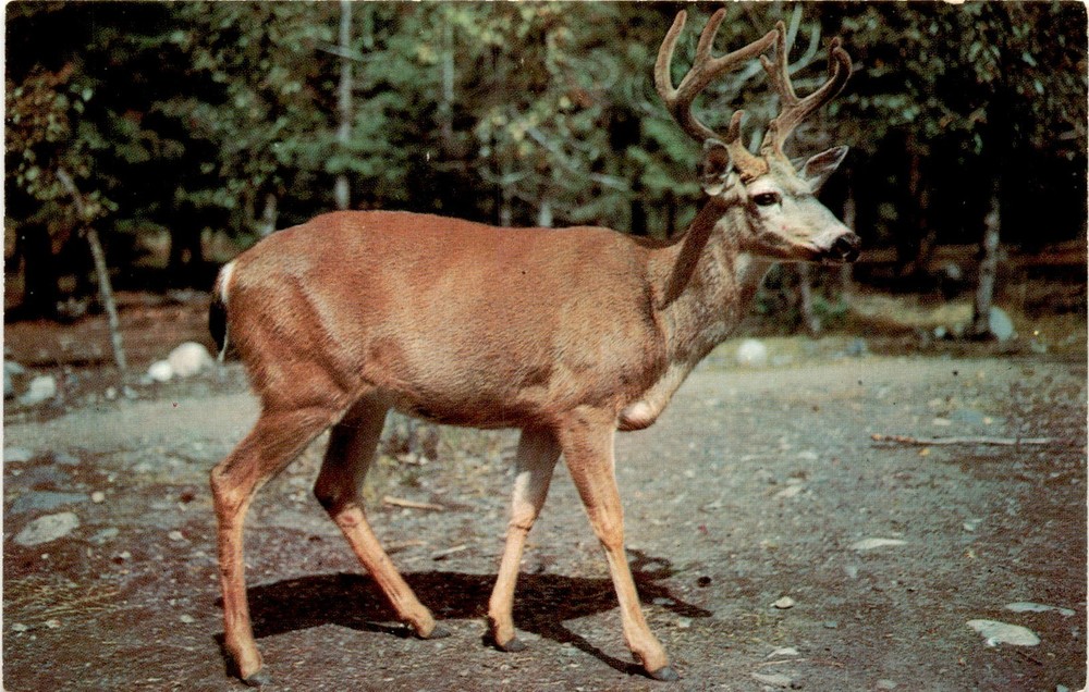 POCONO SCENICARDS, Stroudsburg, PA, POCONO WILD AN Postcard