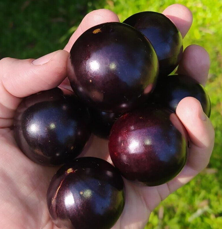 Plinia Trunciflora - 