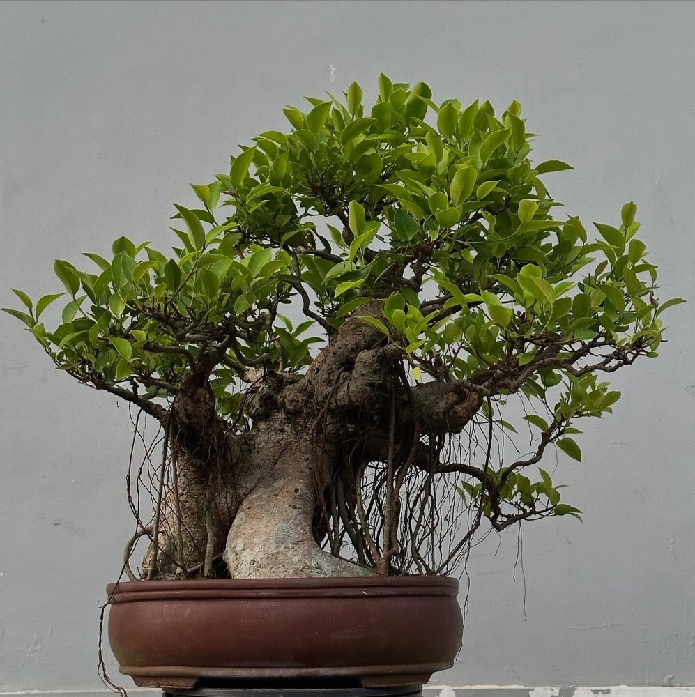 Ficus Racemosa Bonsai Tree - Mature & Contest-Ready Real Plant