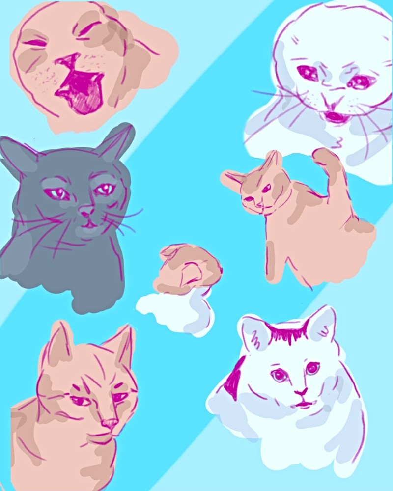 9x12 Glossy Cat Meme Art Print - Digital Drawing Collage on Cardstock
