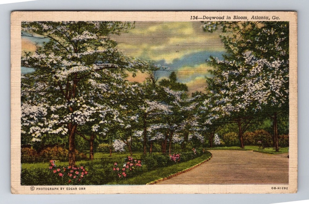 Vintage 1943 Atlanta GA Dogwood Trees Bloom Antique Postcard