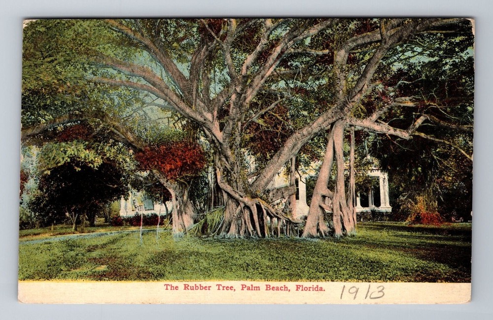 Vintage Palm Beach Florida Scenic Rubber Tree Postcard