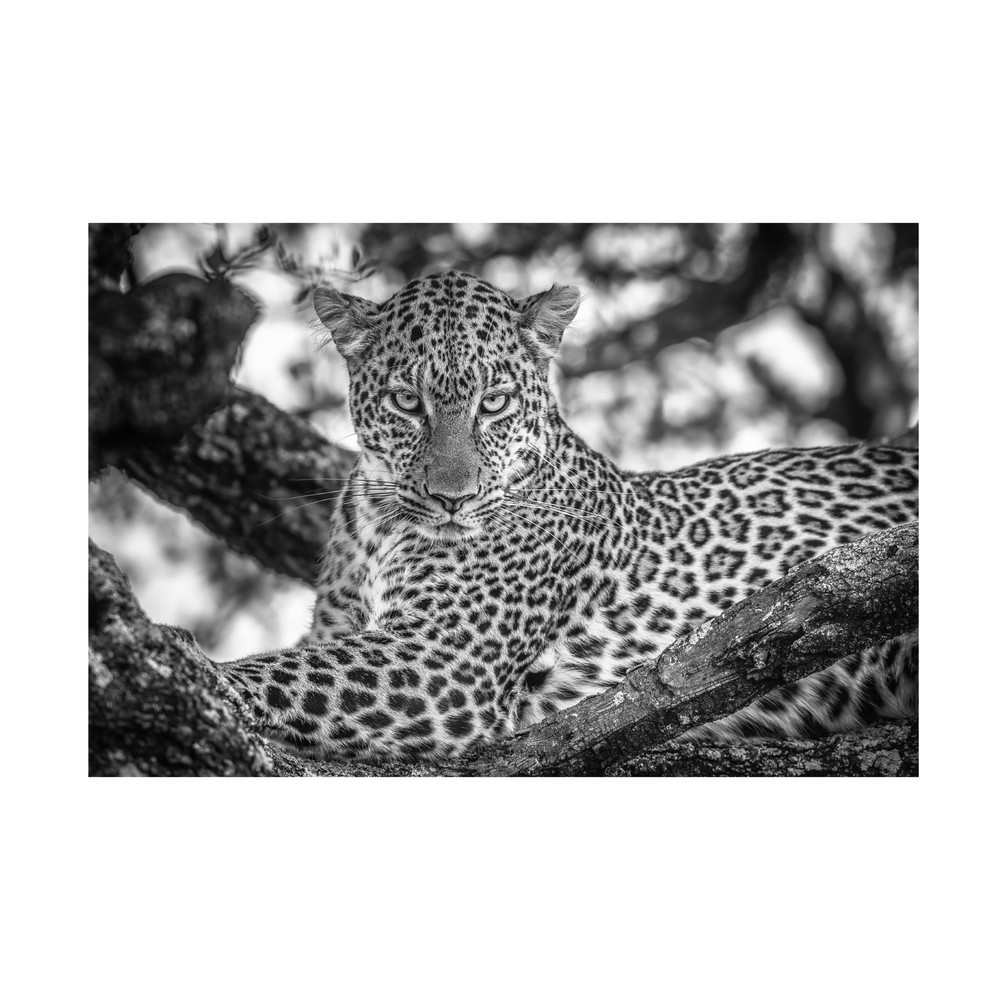 Canvas Wall Art - Jeffrey C. Sink 'Monochrome Beauty' Wall Art for Living Roo...