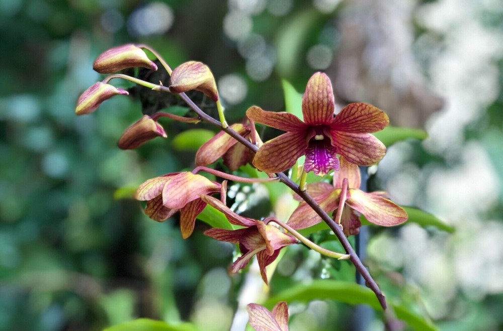 ( 62 k2)  Den.(Thongchai Gold x Candy Stripe )  young plant