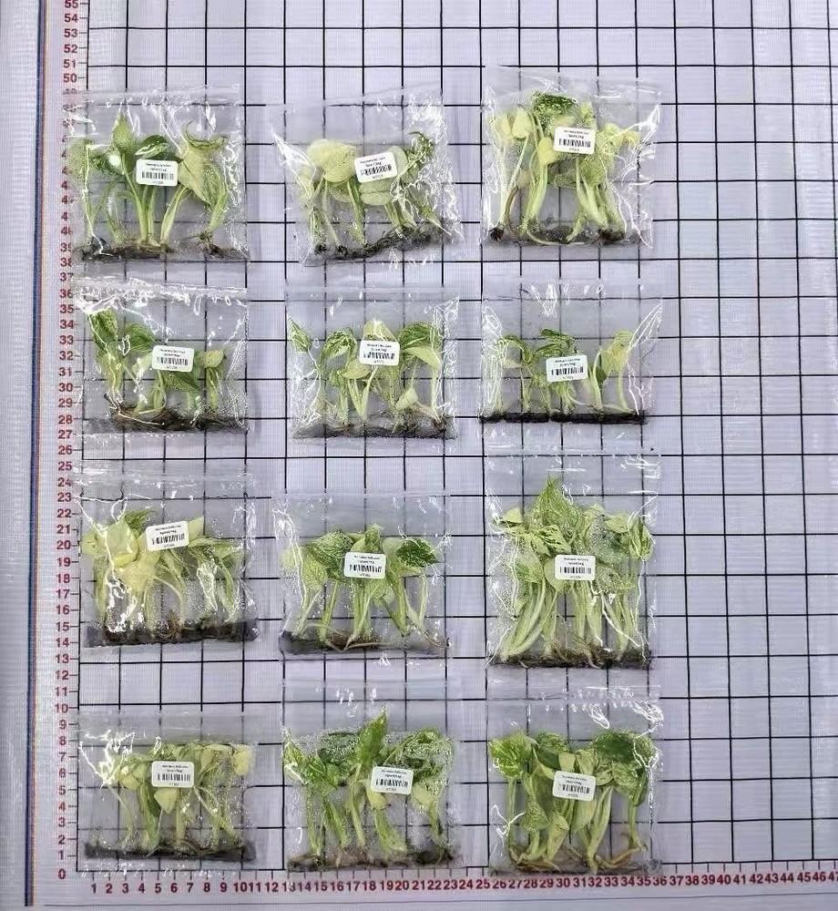 Variegated Monstera Mint Tissue Culture TC (6 Plants In 1 Bag)