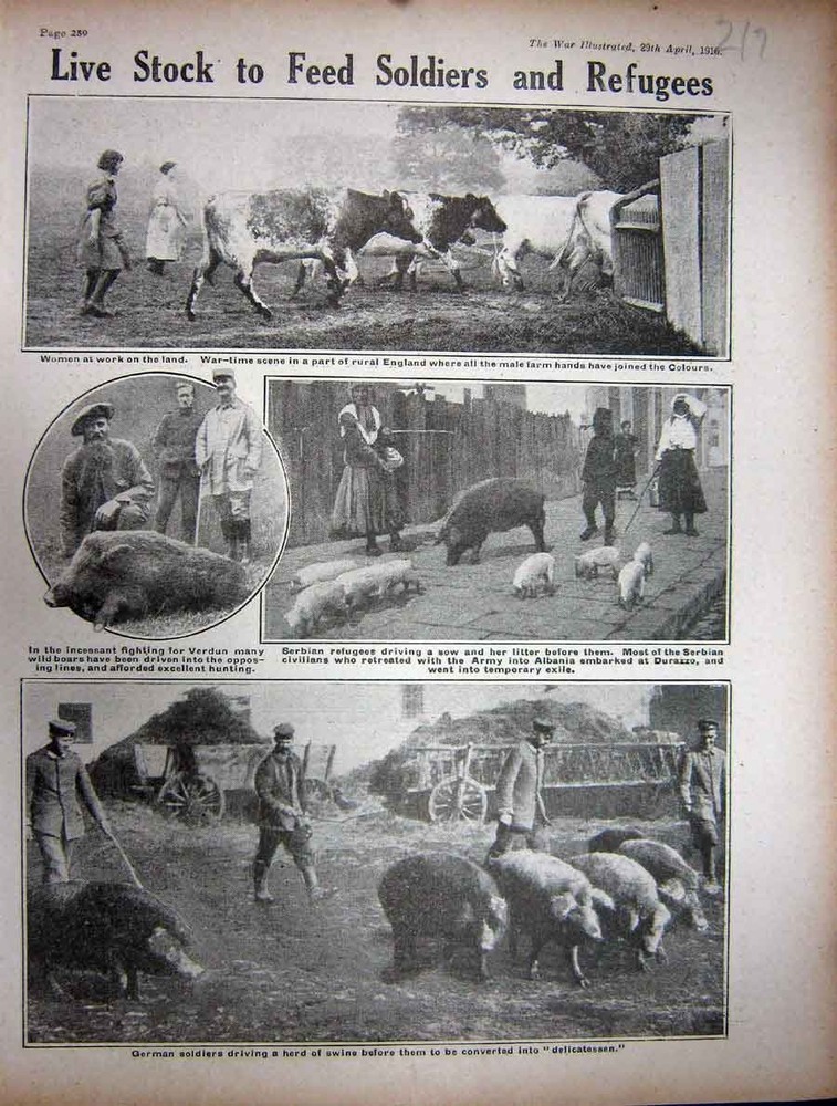 Original Old Antique Print 1916 Ww1 Women Work Farming Serbian Refugees Siers